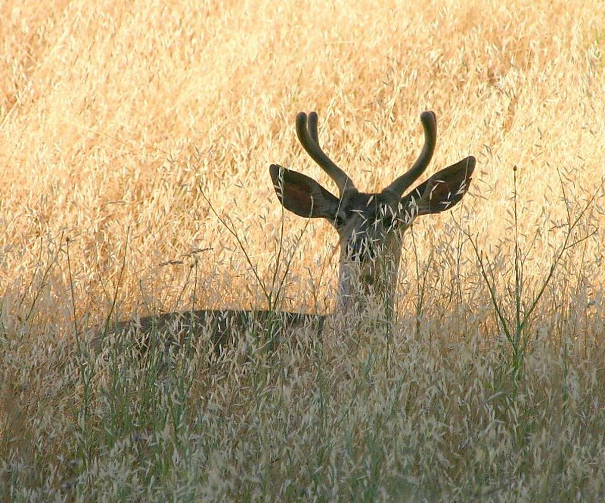 Peek-a-boo buck: A forked horn buck peers out from fall's brown grass at Foothills Park in Palo Alto Photo by Susan Vance