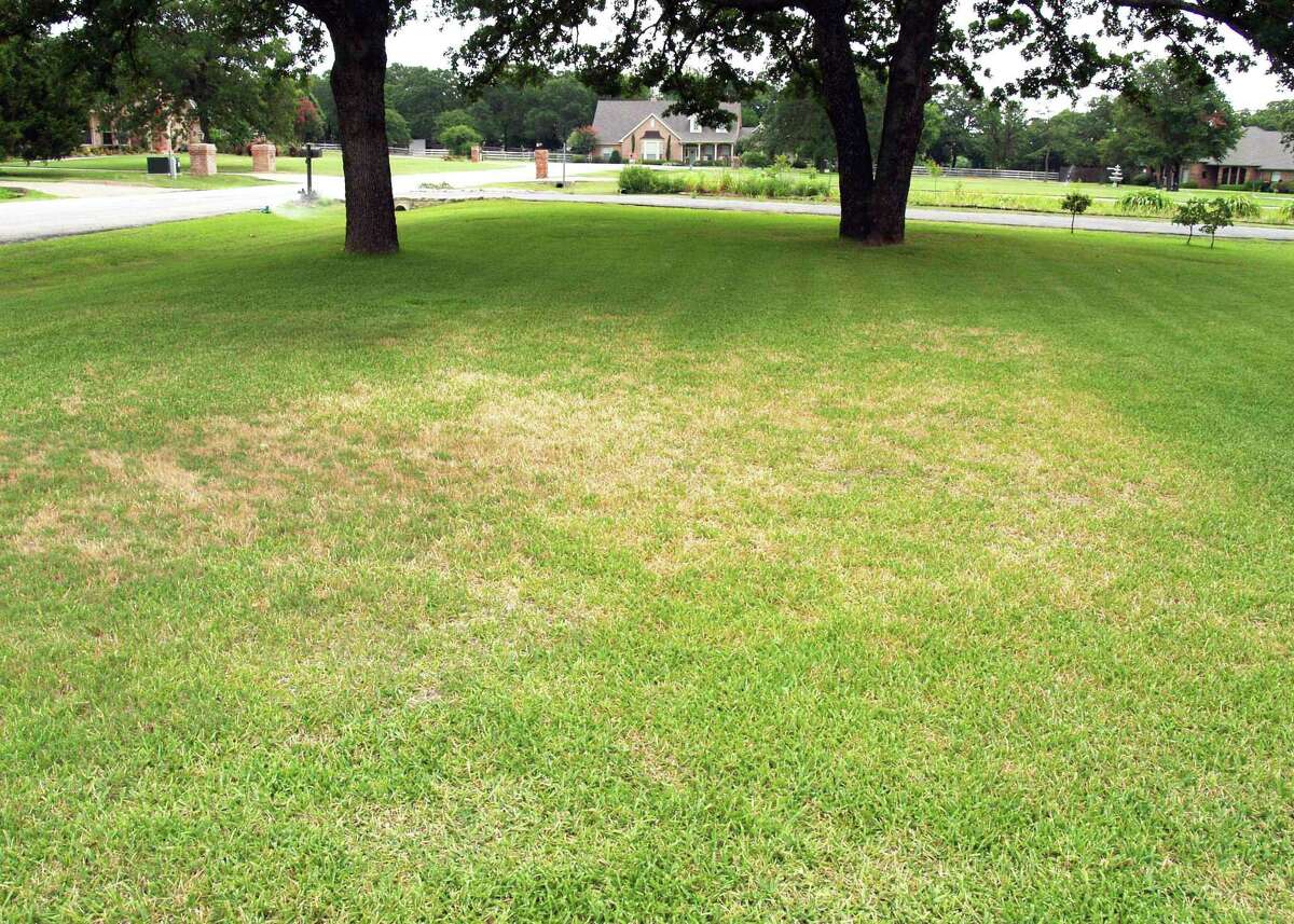 Neil Sperry Answers All Your Questions On Summer Lawn Care