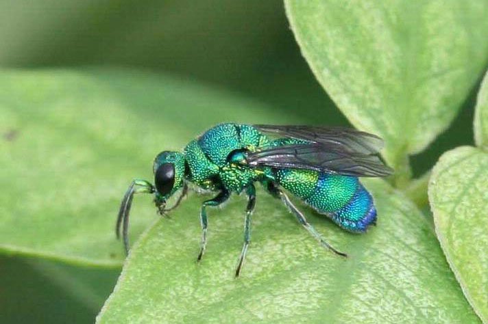 Minnesota Seasons - metallic bluish-green cuckoo wasp