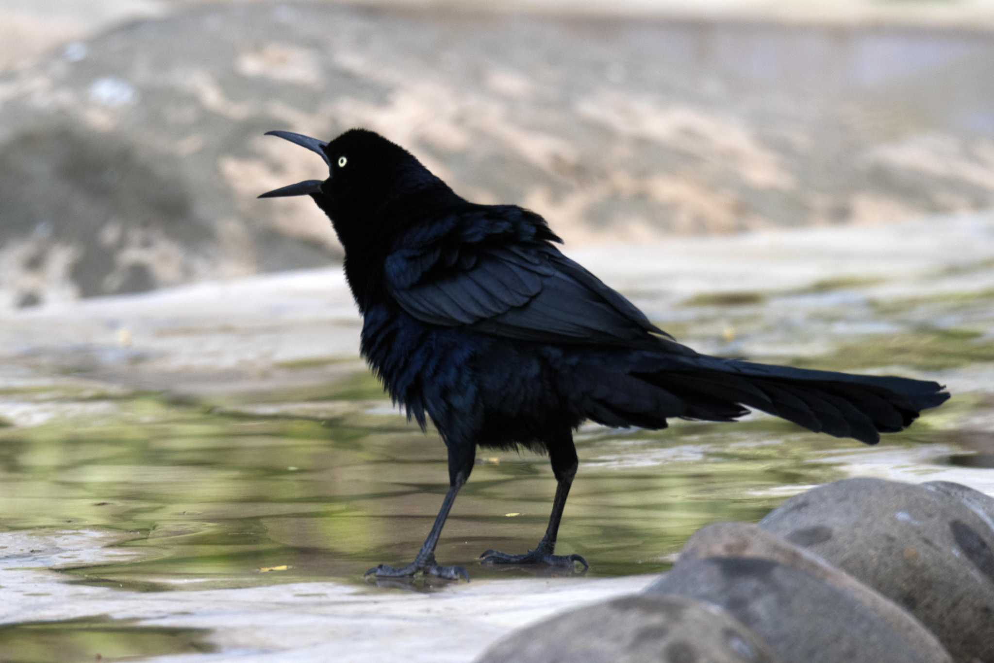 S.A.'s Common Critters: Grackles may be San Antonio's most hated bird, for  their noise and their poop mess