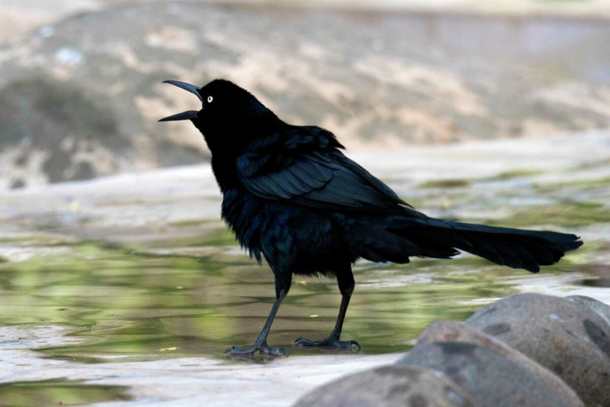 S.A.’s Common Critters Grackles may be San Antonio’s most hated bird