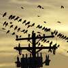 Flocks of great-tailed grackles line telephone wires in the late evening light. That’s usually when the birds make the most noise — and the most poop.
