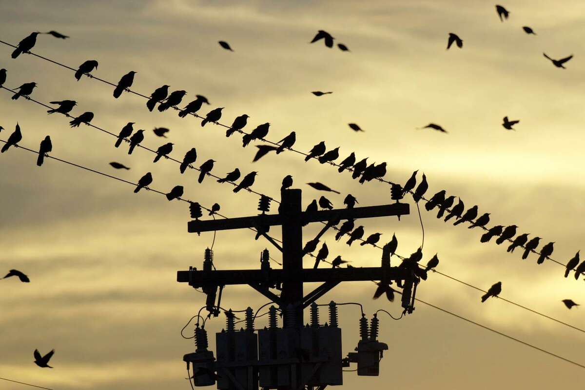 S A s Common Critters Grackles May Be San Antonio s Most Hated Bird 