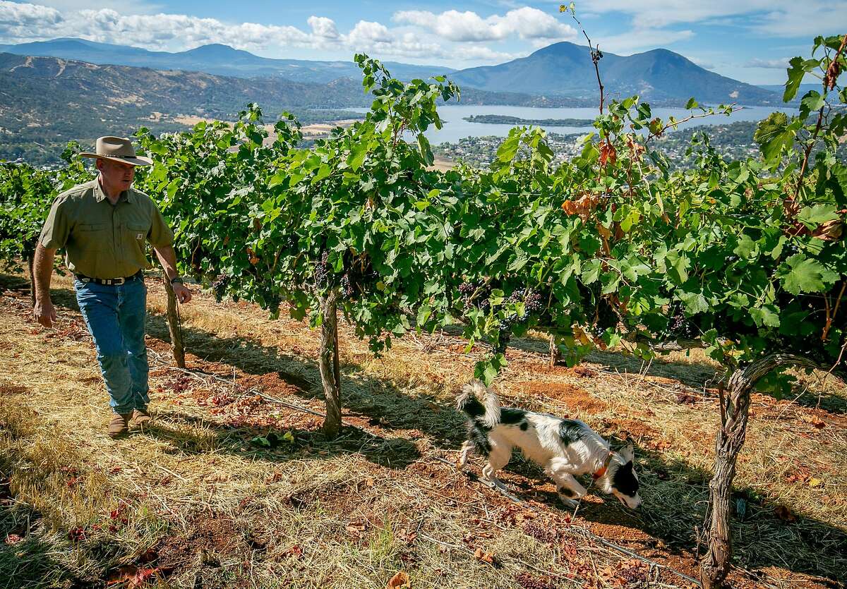 Clay Shannon and his dog Cricket walk his vineyard planted with Petite Sirah in Clearlake Oaks, Calif. on October 5th, 2018. These grapes were refused by Constellation.