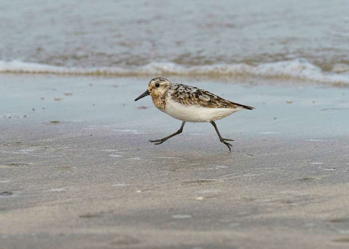 Shorebirds stop in Texas on their long journey south