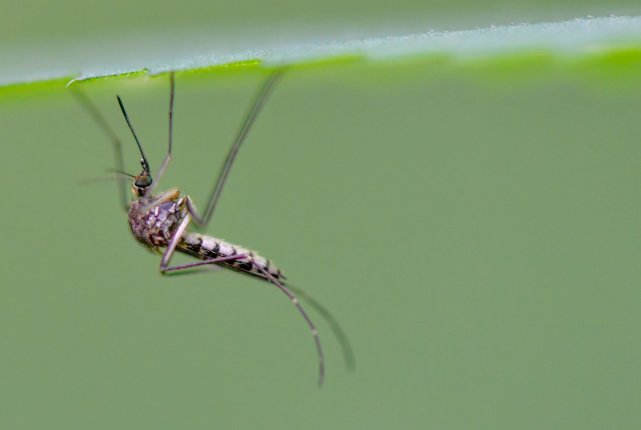 Biotech firm hopes to test modified mosquitoes in Houston