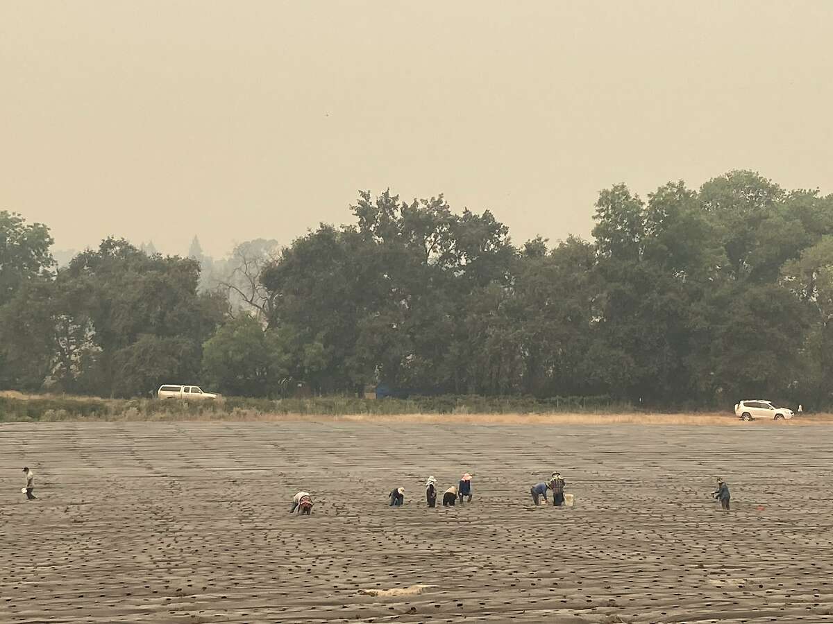 Farm workers pick a crop in a Vacaville field Thursday along Gibson Valley Road amid thick smoke smoke from the LNU Lightning Complex Fire.