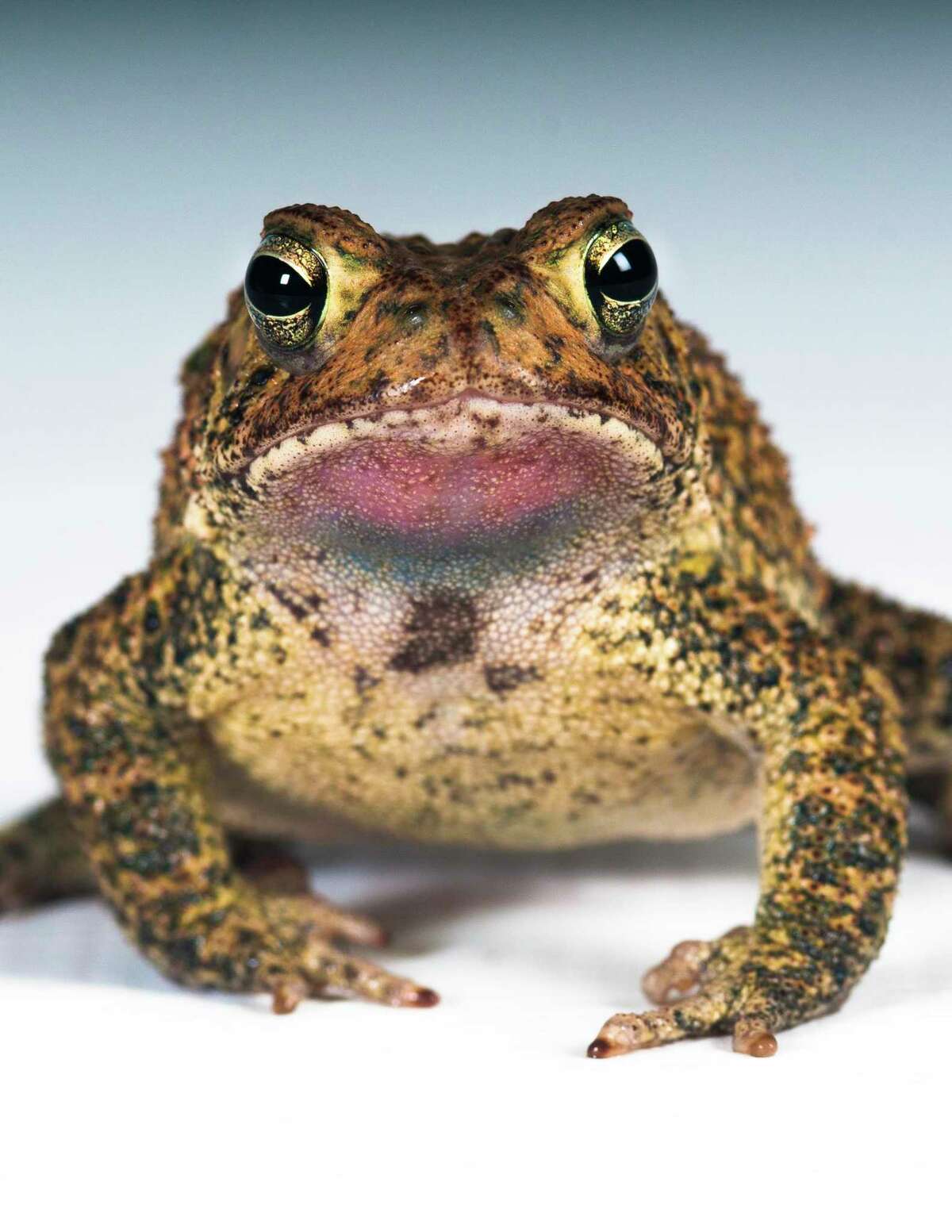 Suit over saving endangered Houston toad moves forward in court