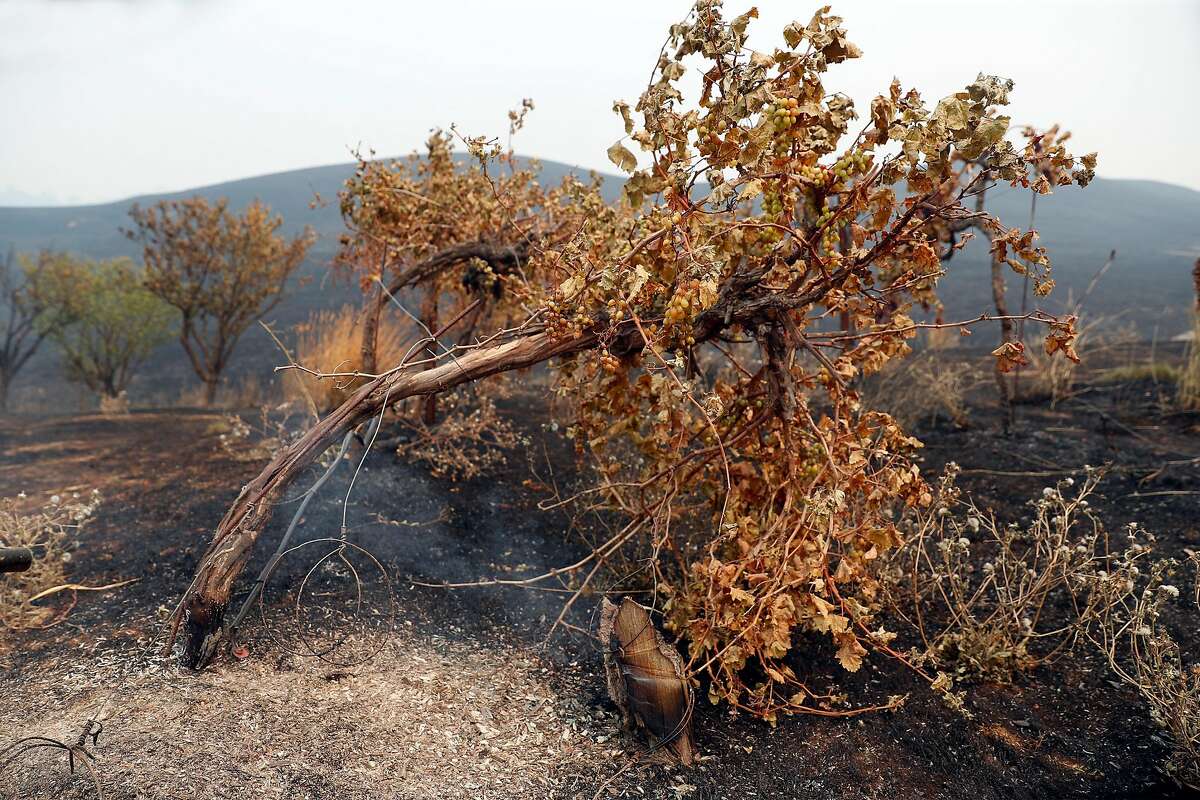 Scorched vineyard at La Borgata Winery and Distillery after LNU Lightning Complex fire burned in Vacaville, Calif., on Thursday, August 20, 2020.