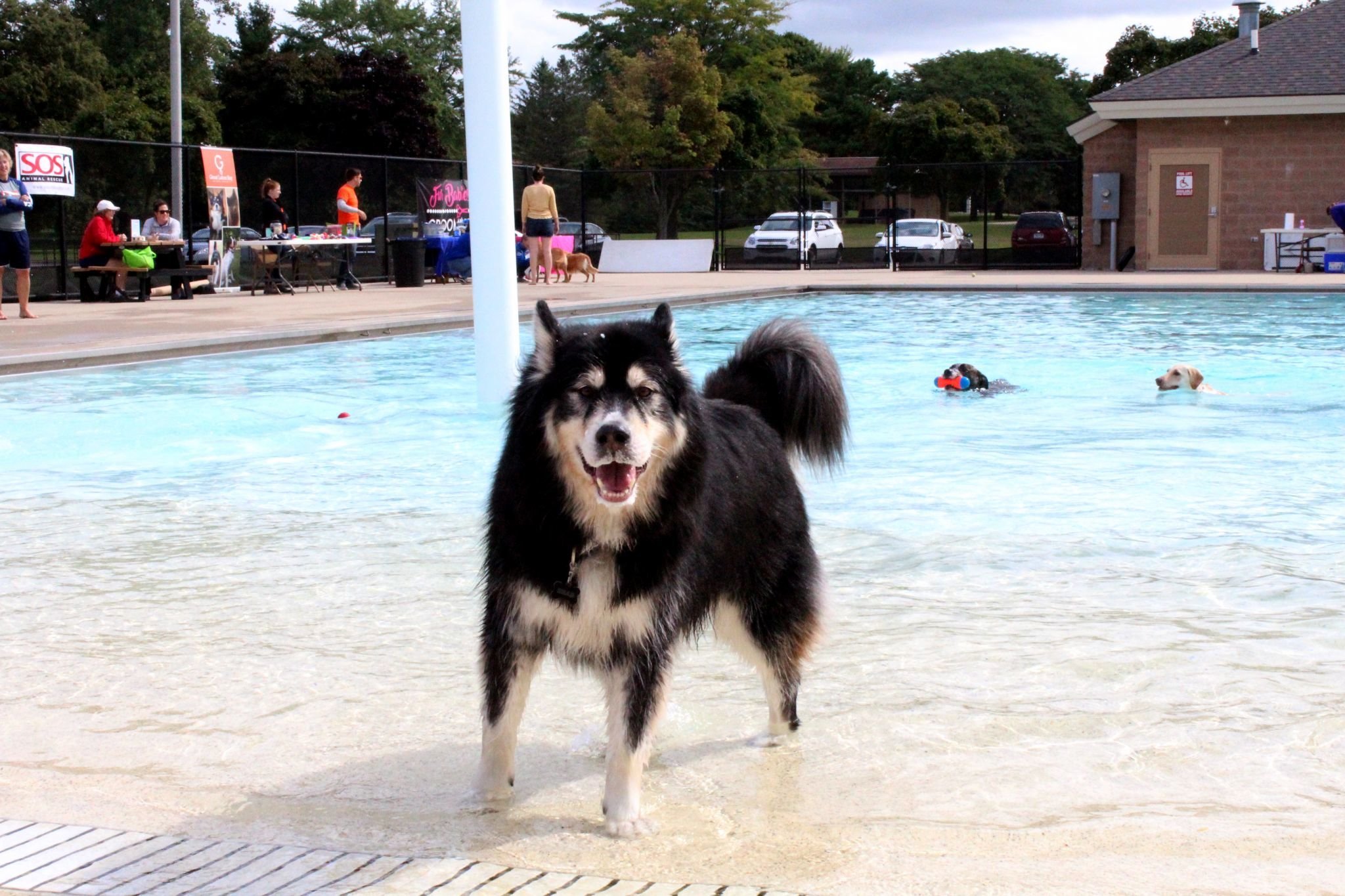 does the alaskan malamute like to swim