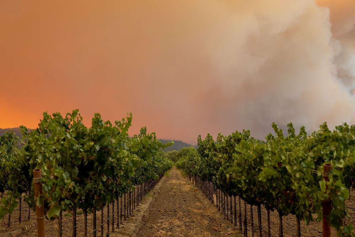 Large plumes of smoke from the Walbridge Fire in Sonoma County waft over grapevines from the ridge along Wallace Creek Road west of Healdsburg, Calif. seen from Eastside Road Thursday, August 20, 2020. The Walbridge Fire stands at 14,000 acres and is 0% contained as of Thursday.
