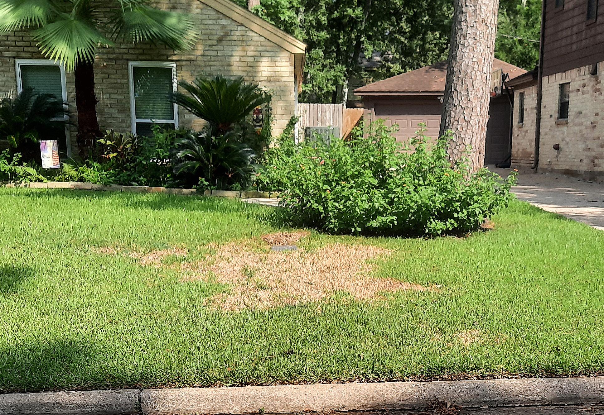 Northwest Houston Area Residents Dealing With Pesky Sod Webworms Again
