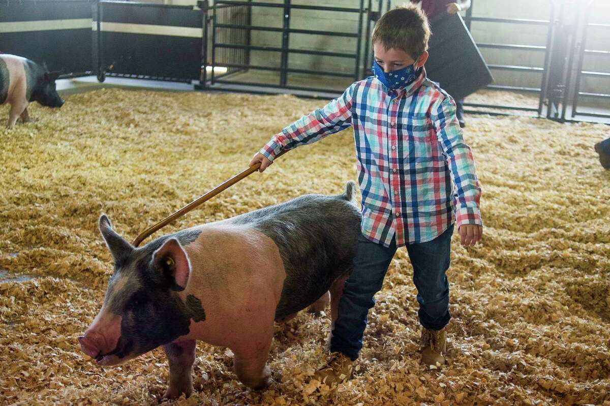 Ethan Alexander shows his hog Thursday morning at the Midland County Fairgrounds. (Katy Kildee/kkildee@mdn.net)