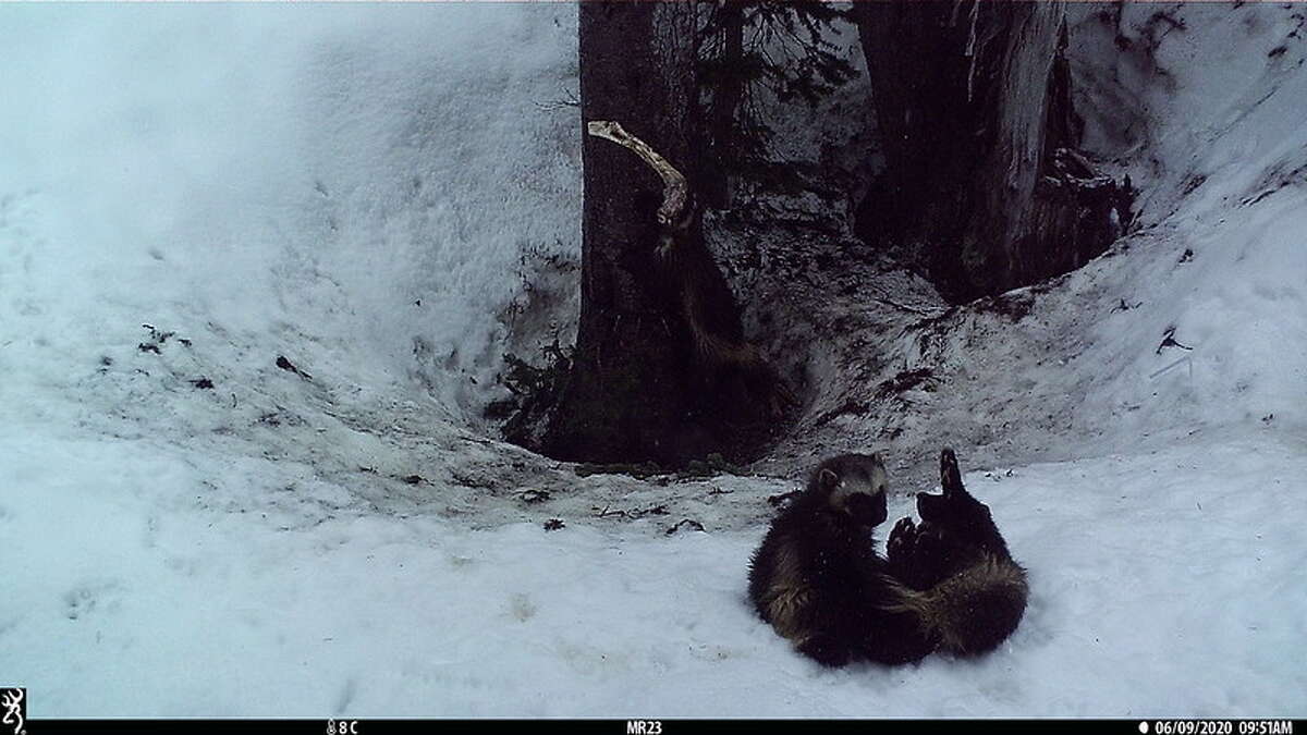Wolverine Family at Mount Rainier National Park.