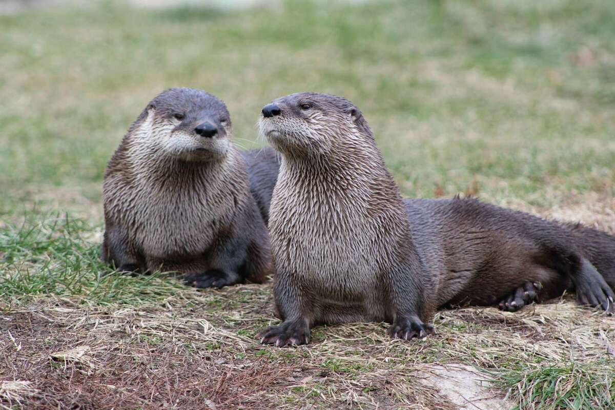 River otters can be seen in Houston-region waterways