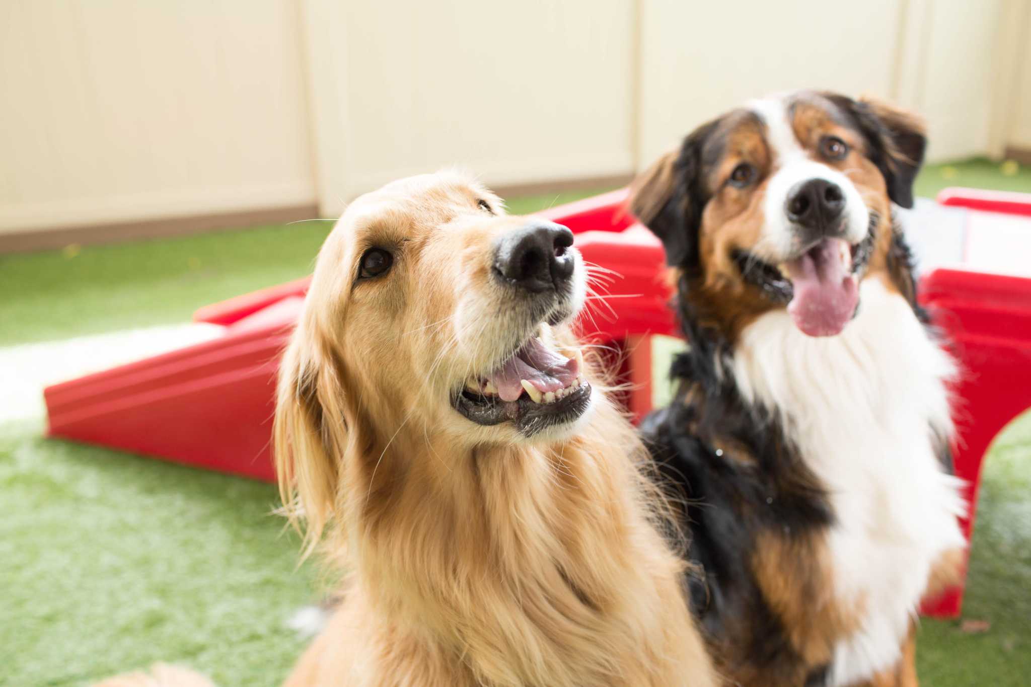 Dog day player. Camp Bow wow. Dog Daycare. Страна собак. Dog Day картинки.