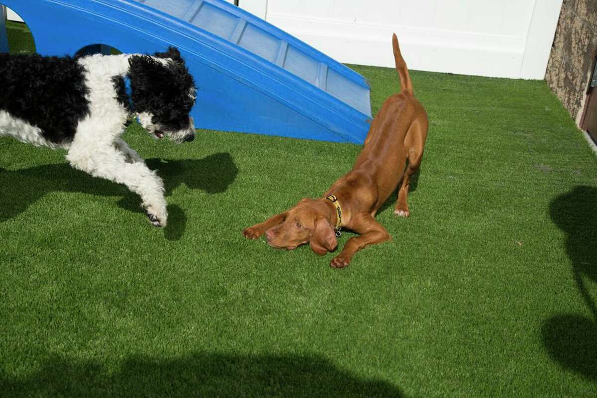 bow wow dog daycare