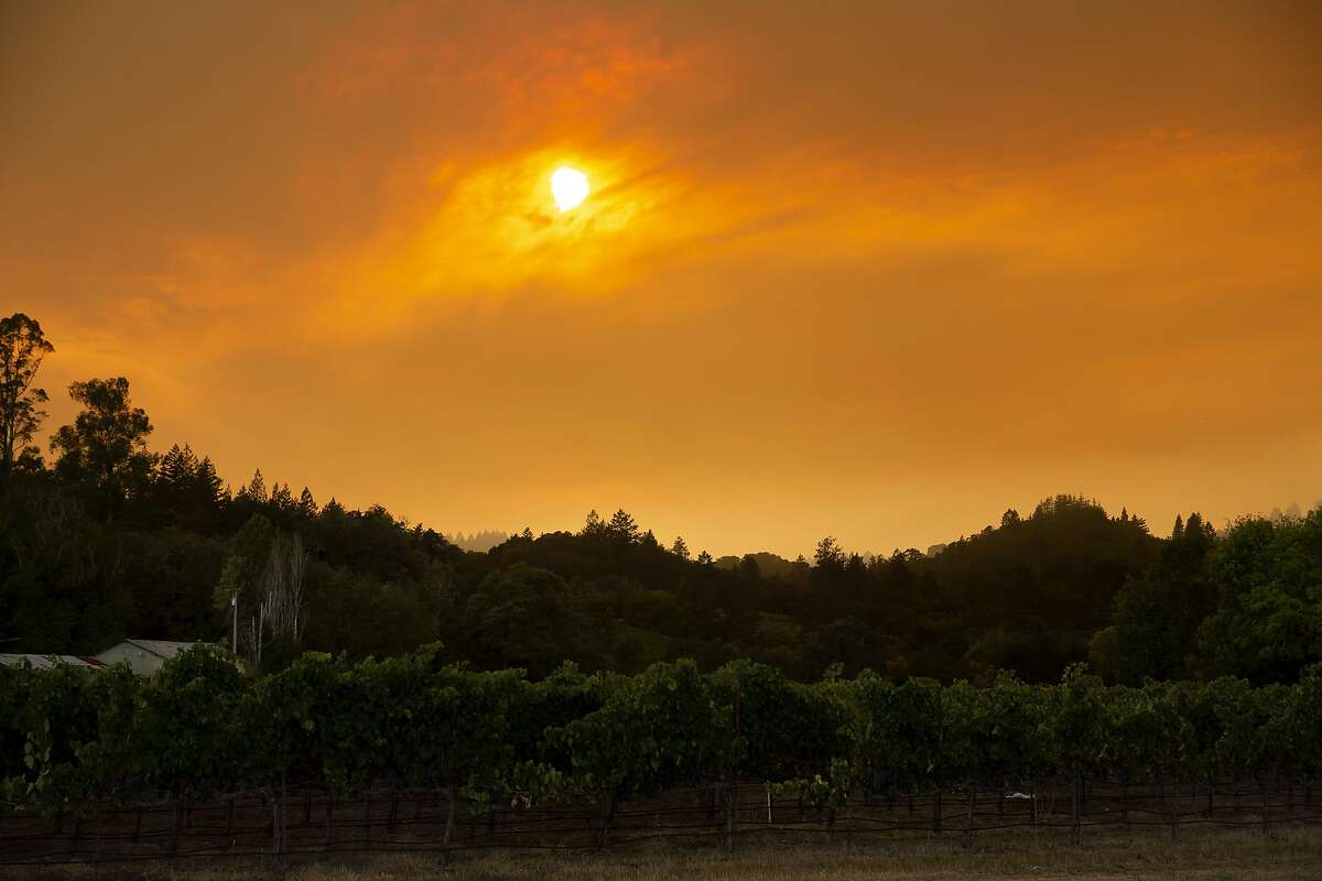 The sky is filled with thick smoke above grapevines in Sonoma County during the Walbridge Fire on Aug. 22. It was one of many fires burning in California during that time.