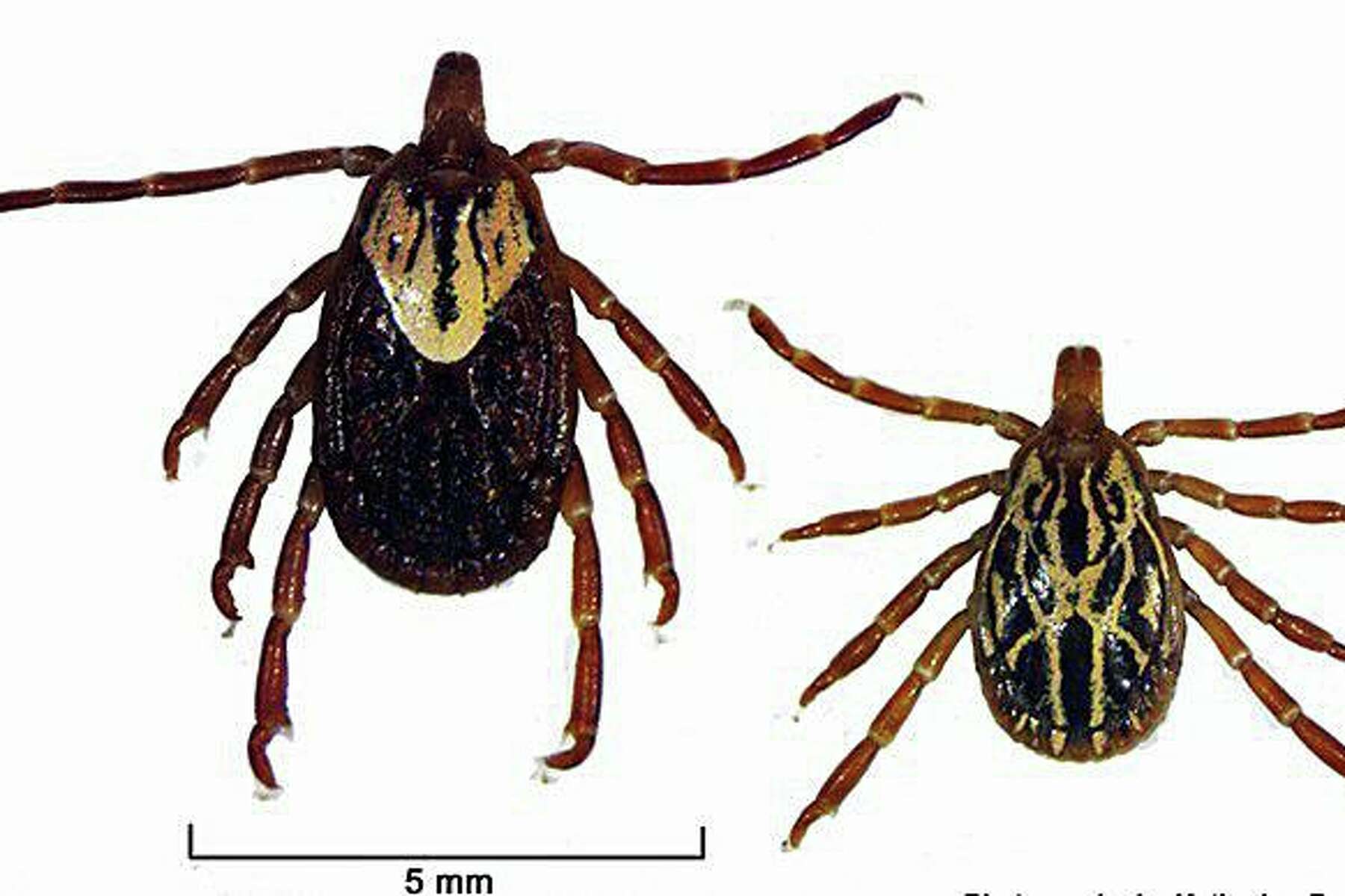 Scientists New Tick Found In Ct Could Affect Humans Dogs