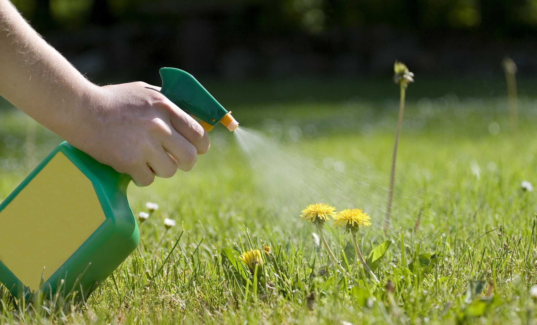 Calvin Finch Act Now To Control Fall Weeds In Your San Antonio Lawn And Garden