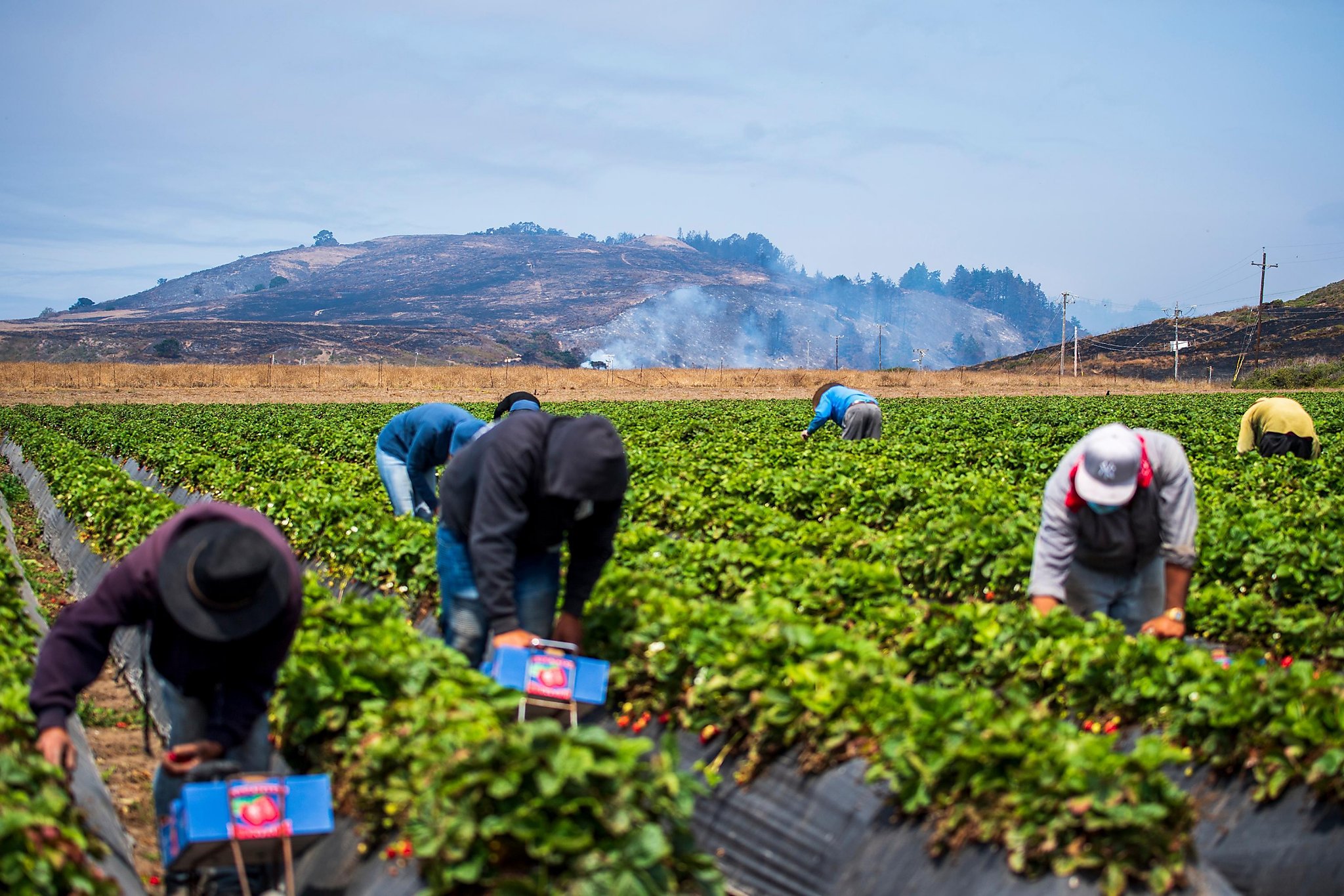 Bay Area farms scramble to save summer harvest after wildfires