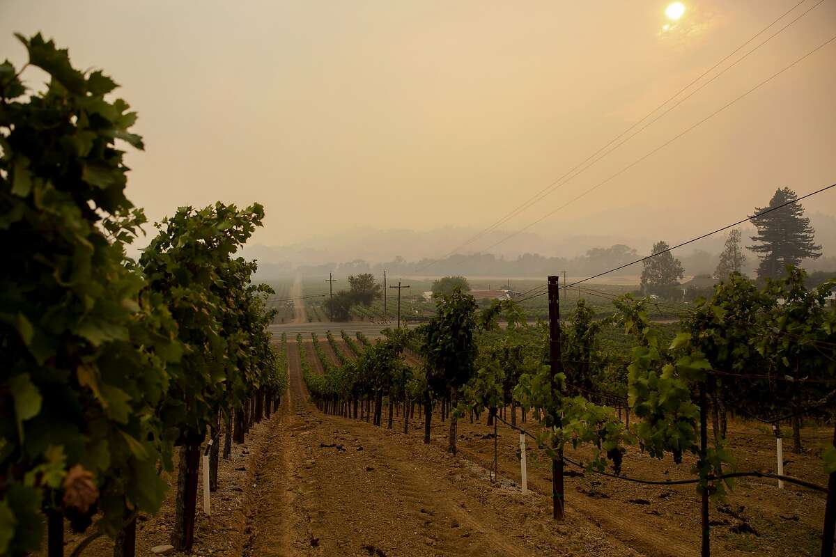 The sky is filled with thick smoke above grape vines along Dry Creek Road in Healdsburg, Calif. during the Walbridge fire on Saturday, August 22, 2020.