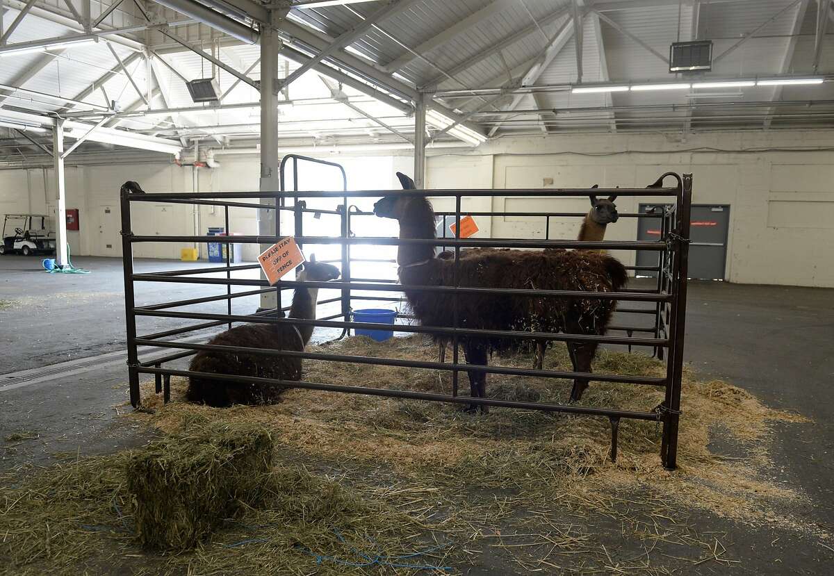Llamas are some of the many animals needing temporary shelter and care at Cow Palace in Daly City, Calif., as wildfires continue to rage in the Bay Area on August 24, 2020. The Cow Palace Arena and Event Center began taking livestock and horses displaced by the wildfires on Friday, a major effort coordinated by the San Mateo County Large Animal Evacuation Group.