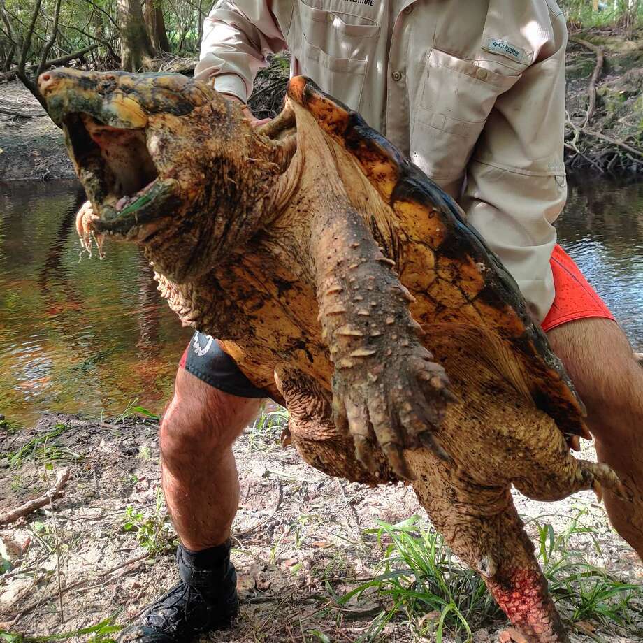 Florida Trappers Capture Pound Suwanee Alligator Snapping Turtle