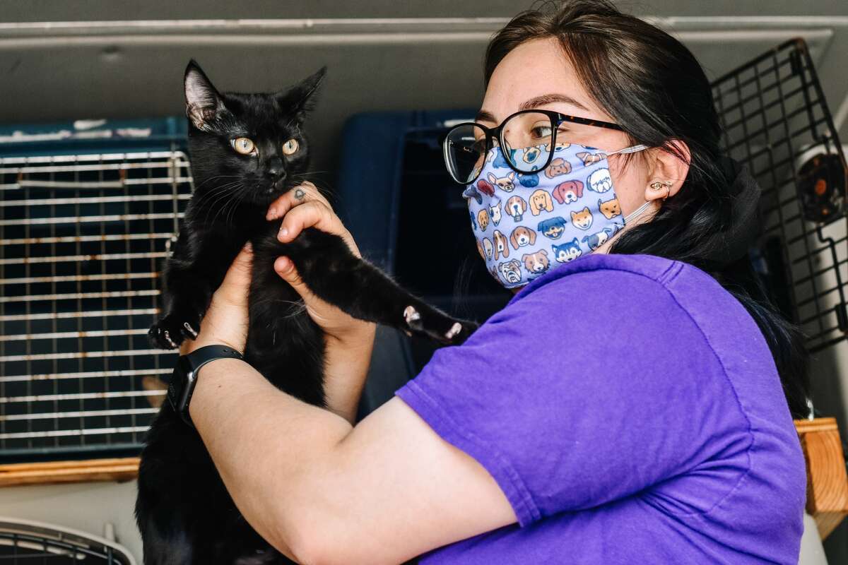 San Antonio Pets Alive! evacuated four dogs and eight cats from the Beaumont Animal Care shelter, according to a news release from the local non-profit organization. 