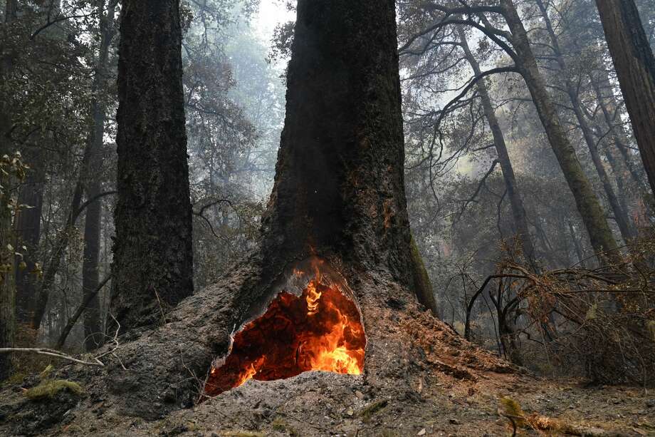 Fire burns in the hollow of an old-growth redwood tree in Big Basin Redwoods State Park, Calif., Monday, Aug. 24, 2020. The CZU Lightning Complex wildfire tore through the park but most of the redwoods, some as old as 2,000 years, were still standing. Photo: Marcio Jose Sanchez/Associated Press / Copyright 2020 The Associated Press. All rights reserved.