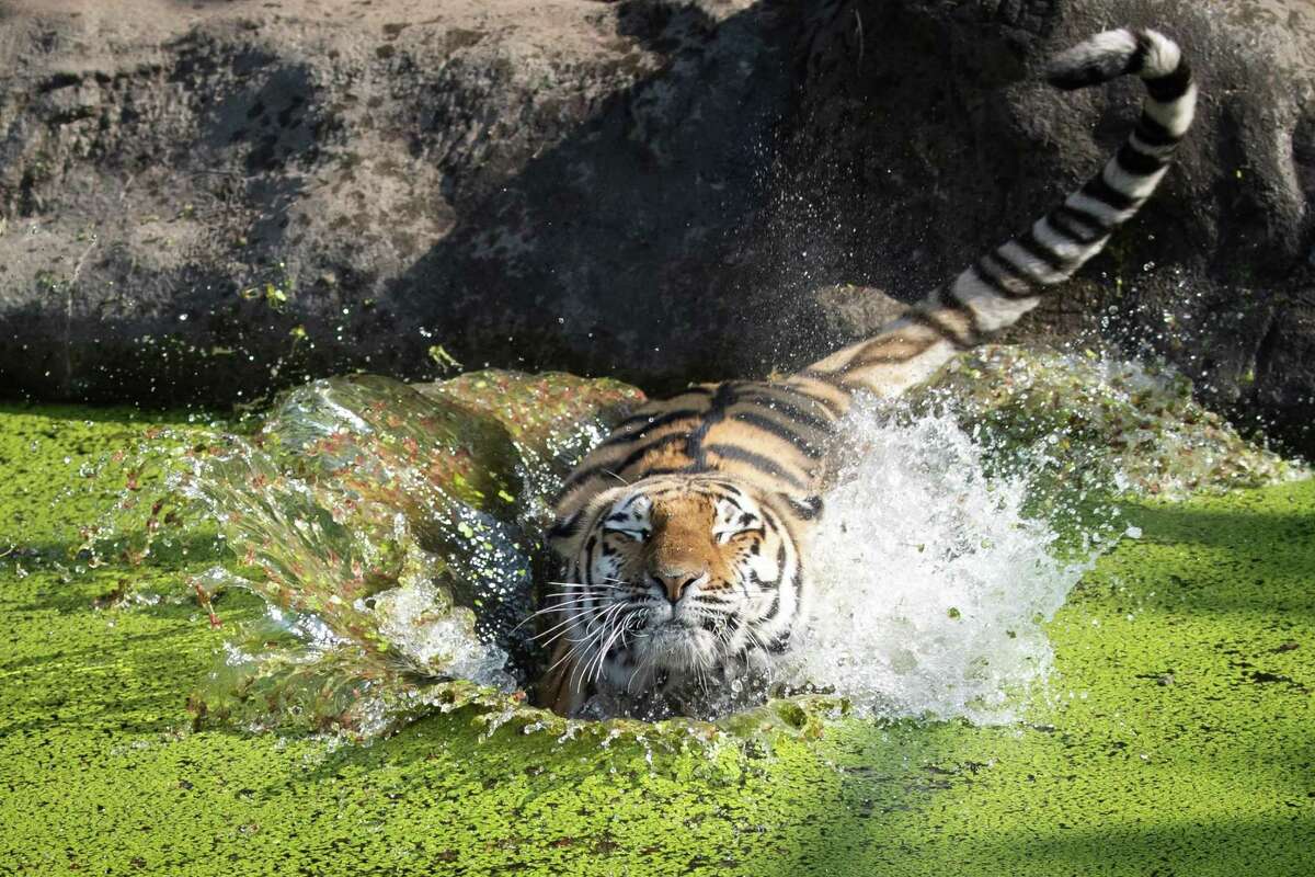 August 13, 2020, Hamburg, Germany: Female tiger Maruschka (Siberian tiger) jumps into the water basin in the tiger enclosure in Hagenbeck Zoo to get an ice block with frozen food out of the water. The key is a particular cellular receptor, angiotensin converting enzyme-2, called “ACE2” which is clearly a much cooler-sounding name (it’s playing Maverick in the upcoming Top Gun reboot). In humans, the important bits of the enzyme are 25 particular amino acids, which is how the virus accesses cells. A genomic exploration of 410 animals showed that, yes, those amino acids are often present, making human-to-animal coronavirus transmission a genuine concern. It’s a concern for pet owners — cats, dogs and hamsters — but also among folks who care about endangered animals. About 40 percent of the species at risk of contracting COVID-19 are classified as “threatened.”