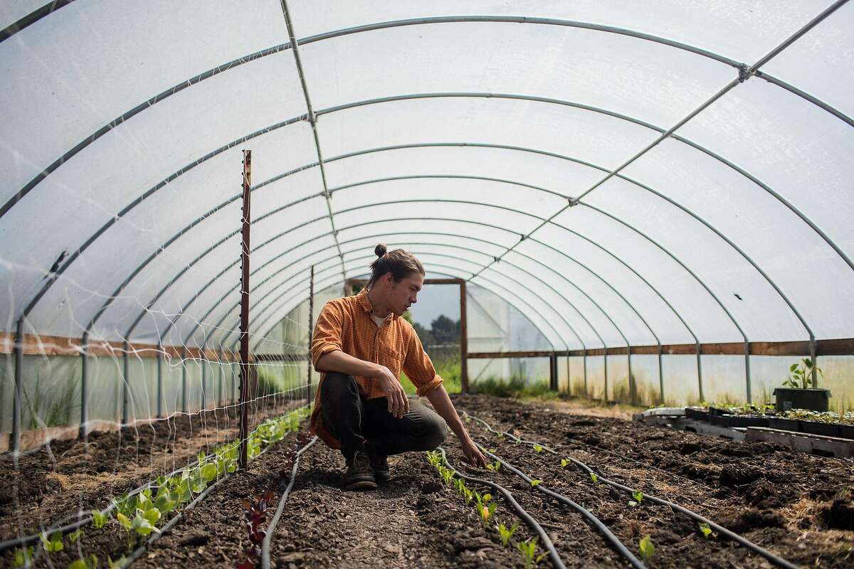 Chang-Fleeman in one of Shao Shan Farm's hoop houses where he grows little gem lettuce, red noodle yard long beans, Sichuan radish, and red ping tung long eggplant in Bolias, Calif. on May 2, 2019.