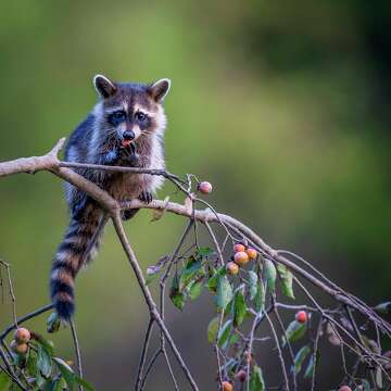 Fun facts about raccoons, the masked bandits that steal hearts as well ...