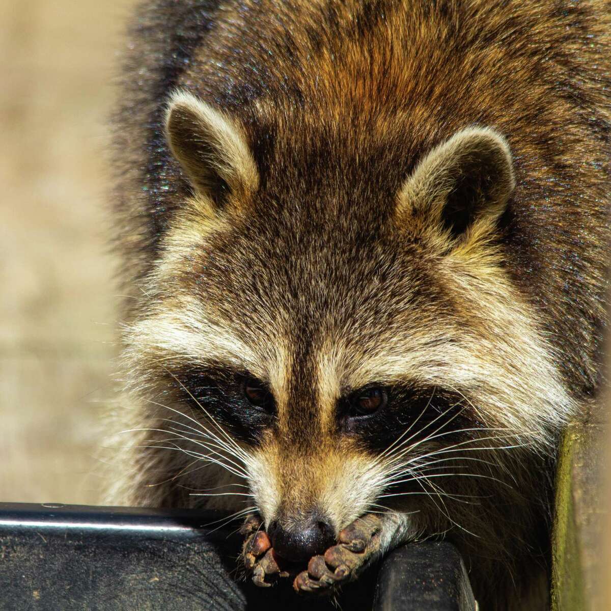 Fun facts about raccoons, the masked bandits that steal hearts as well as garbage around San Antonio