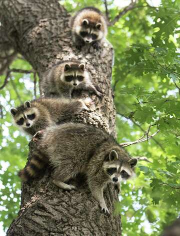 Fun facts about raccoons, the masked bandits that steal hearts as well ...