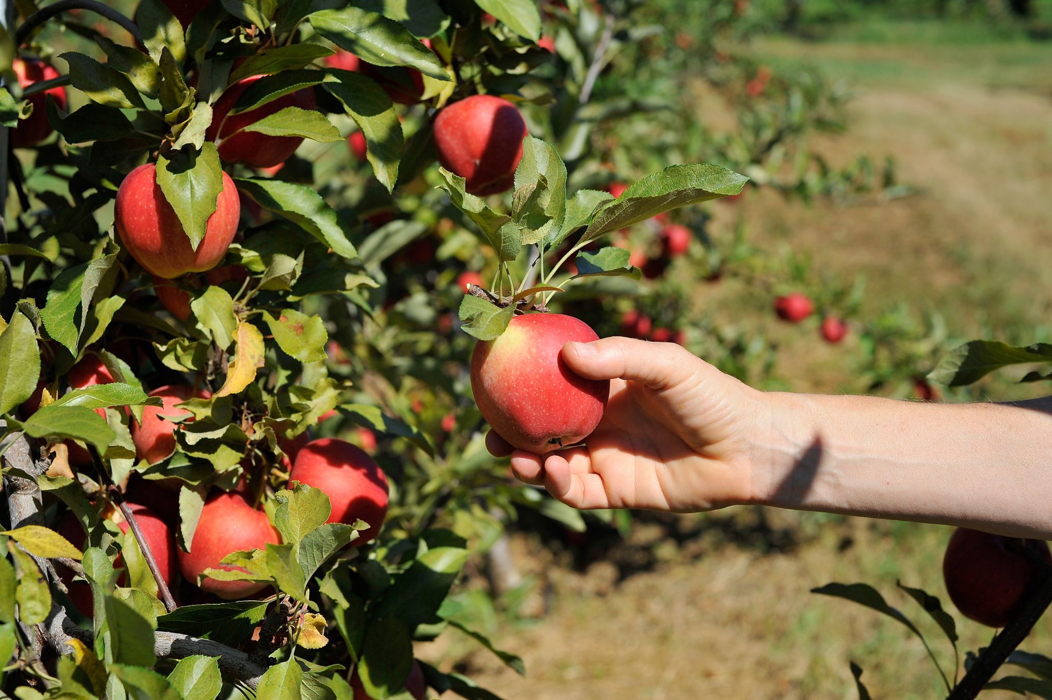 8 places to pick apples around Washington this fall