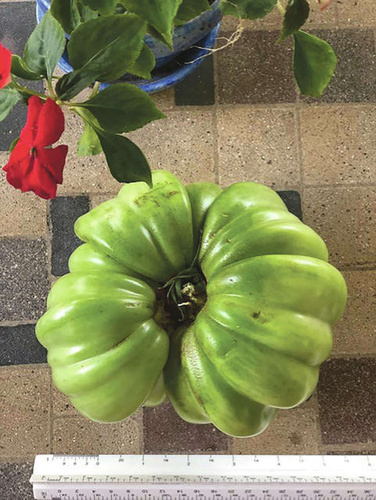 Reader Betty Oakes was surprised to see the size of this German queen tomato was a little more than 6 inches. Although it broke off of the branch while she was trying to lift it, she said she still plans to put it to use.