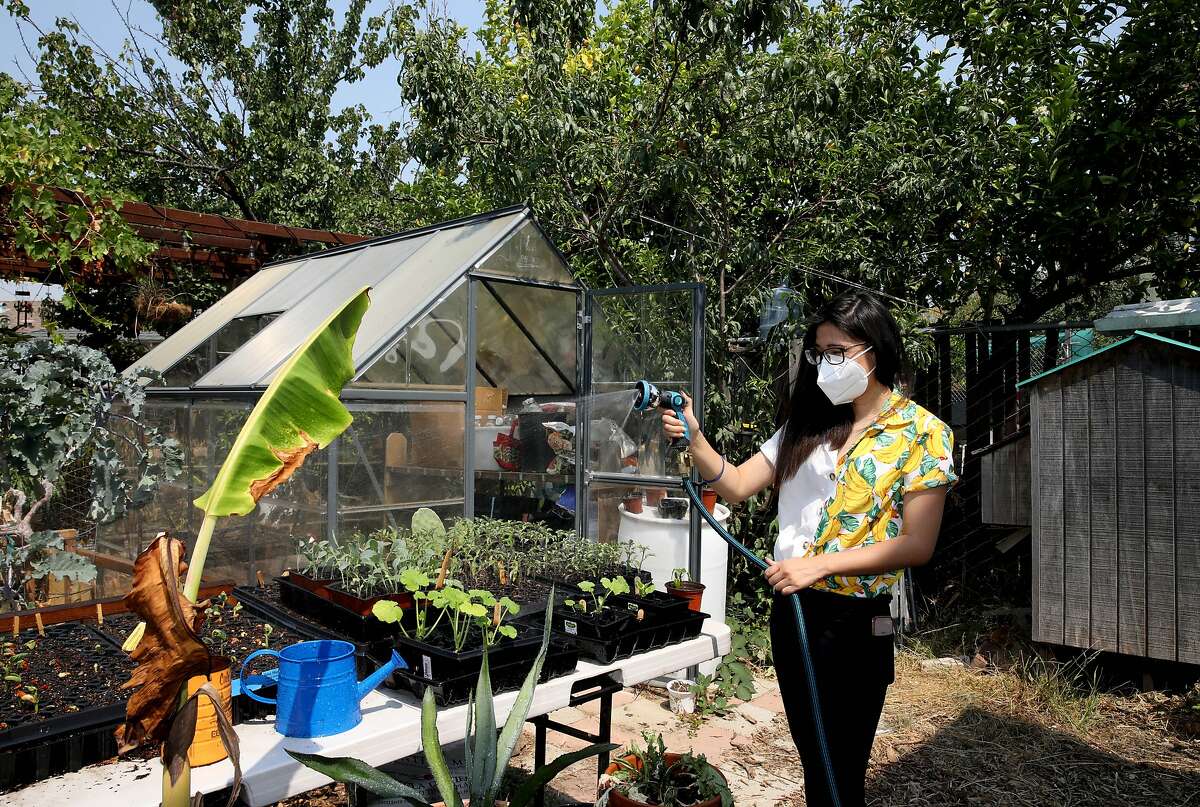 Linda Le sprays plants with water while tending to the garden in Lil Milagro Henriquez's backyard on Saturday, August 22, 2020, in Oakland, Calif. Henriquez is the executive director of Mycelium Youth Network, a STEM education organization with focuses on climate and ancestral knowledge.