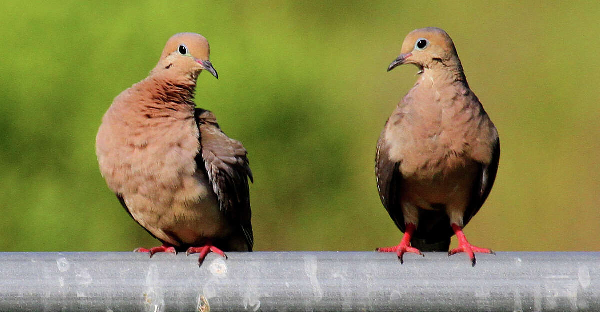 2020 Dove Season Preview First Time Hunters And Hurricanes