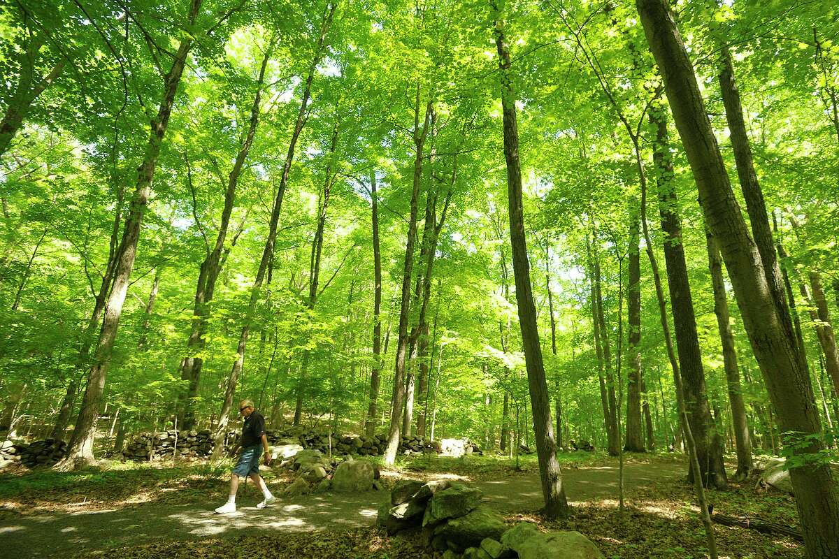 Trees are abundant in Wilton. These are along the Norwalk River Valley Trail.