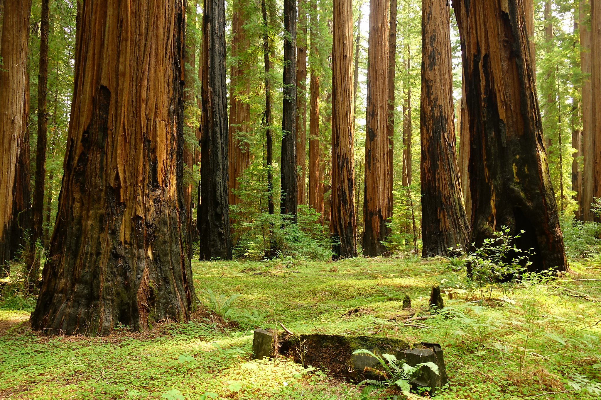 2003 Humboldt fire shows old-growth redwoods are capable of surviving
