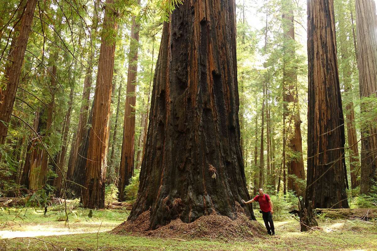 Photographer John Harvey took this self image standing next to a forest giant that survived and is thriving after the 2003 wildfire in Humboldt Redwoods State Park