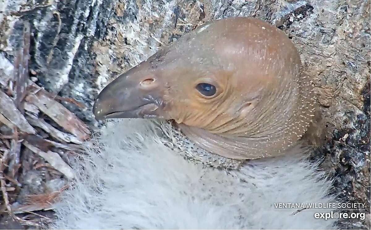 Four-month-old California condor chick Iniko is missing, a possible casualty of the Dolan wildfire