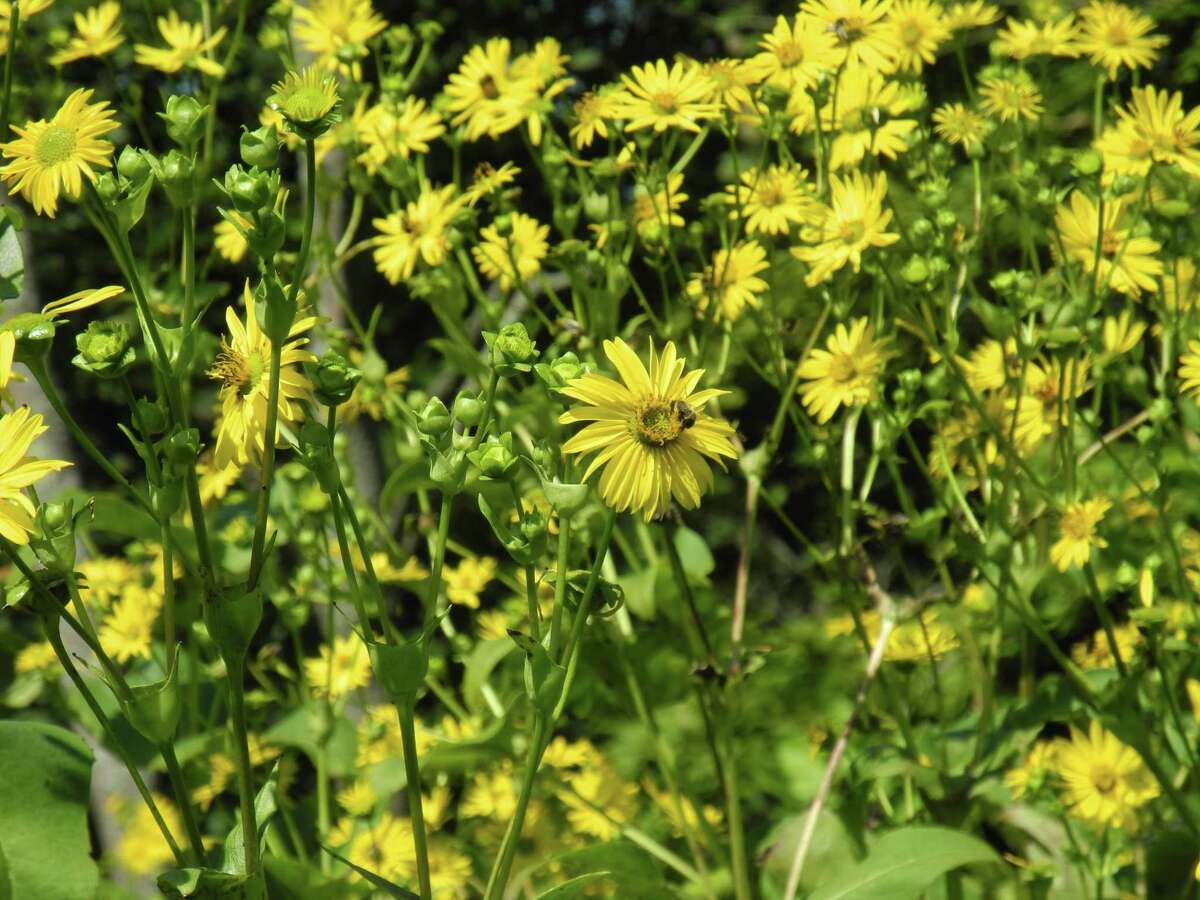 A bee lands on a one of a myriad of sunflowers in bloom in Schenck's Island. People can "bee the change" to a more sustainable ecosystem by learning about the Pollinator Pathway in a program on Aug. 31.