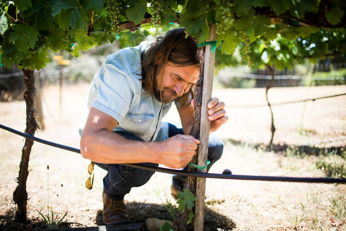 Noah Dorrance prunes vines at Reeve Wines in Healdsburg, California on June 29, 2017.
