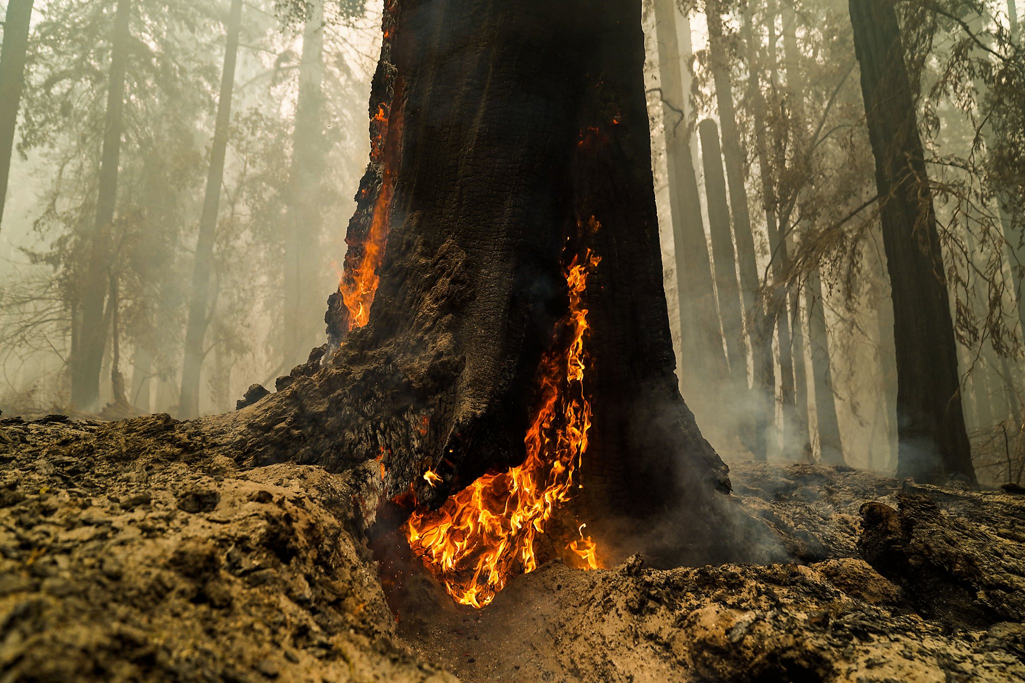 Rust skulder Udsøgt Significant damage as fires burn 40% of redwoods in Santa Cruz Mountains