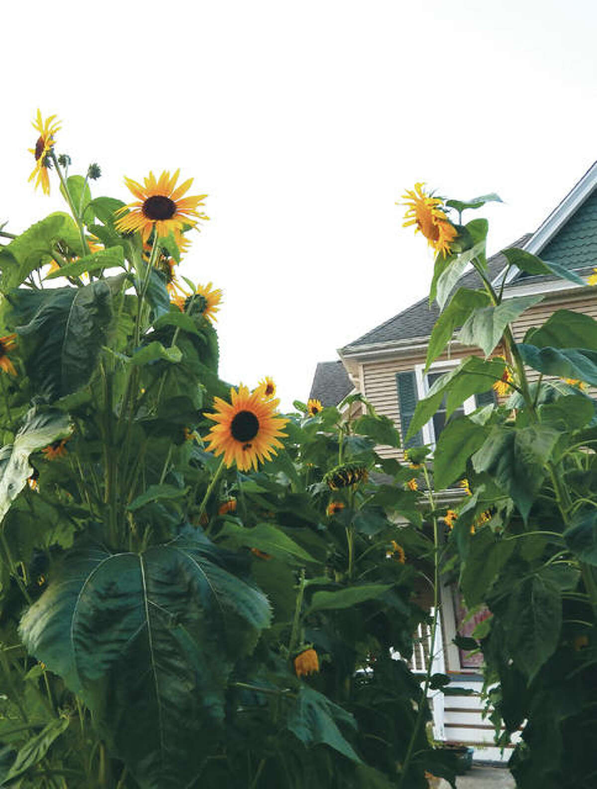 Sunflowers tower over the path leading to a house on West Lafayette Avenue between North Webster Avenue and Sandusky Street, their height easily dwarfing passing pedestrians. Depending on the variety, sunflowers can grow to be 14 feet tall or more.
