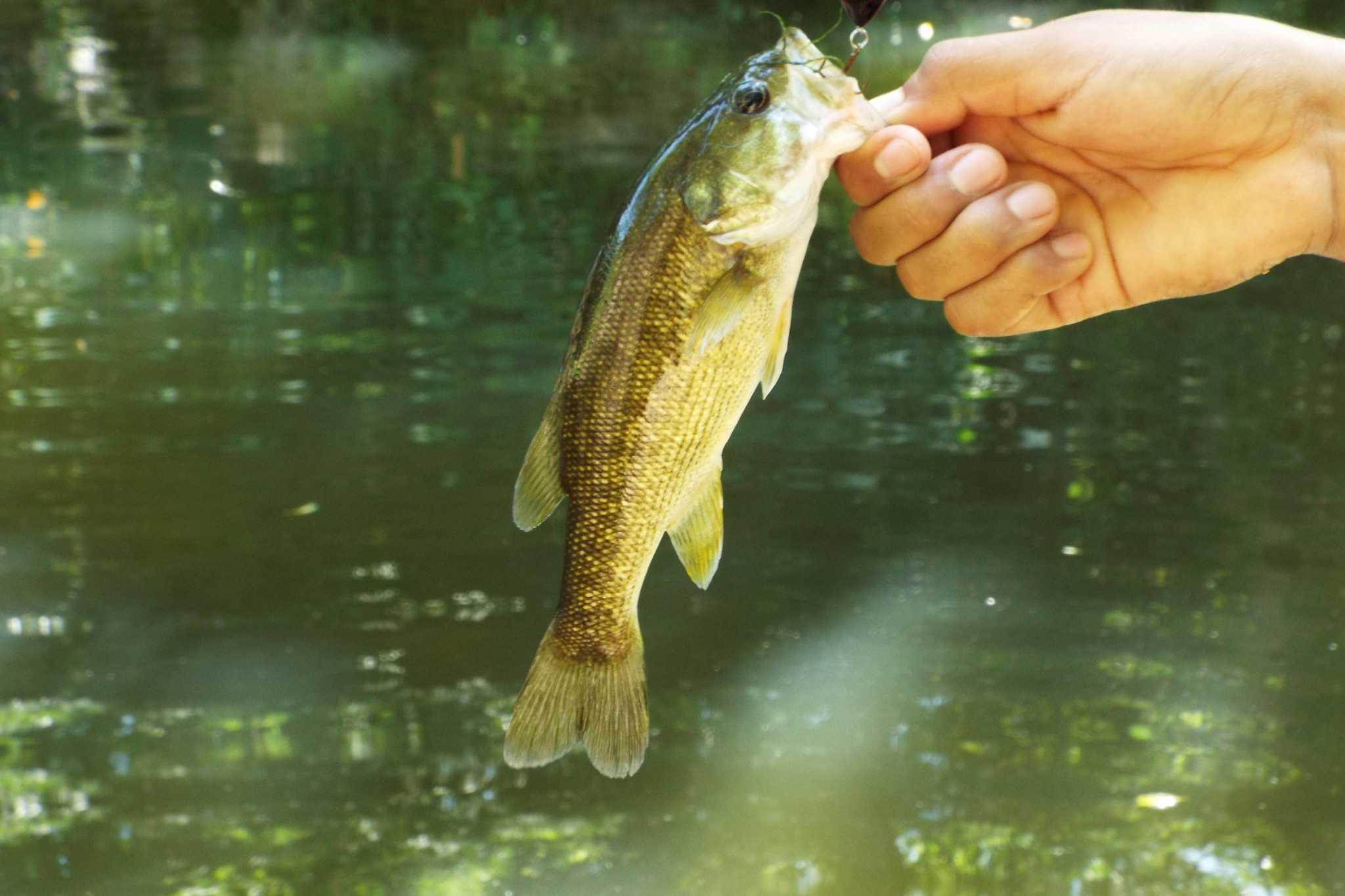 The Local Angler Fly Fishing Austin & Central Texas - By Aaron