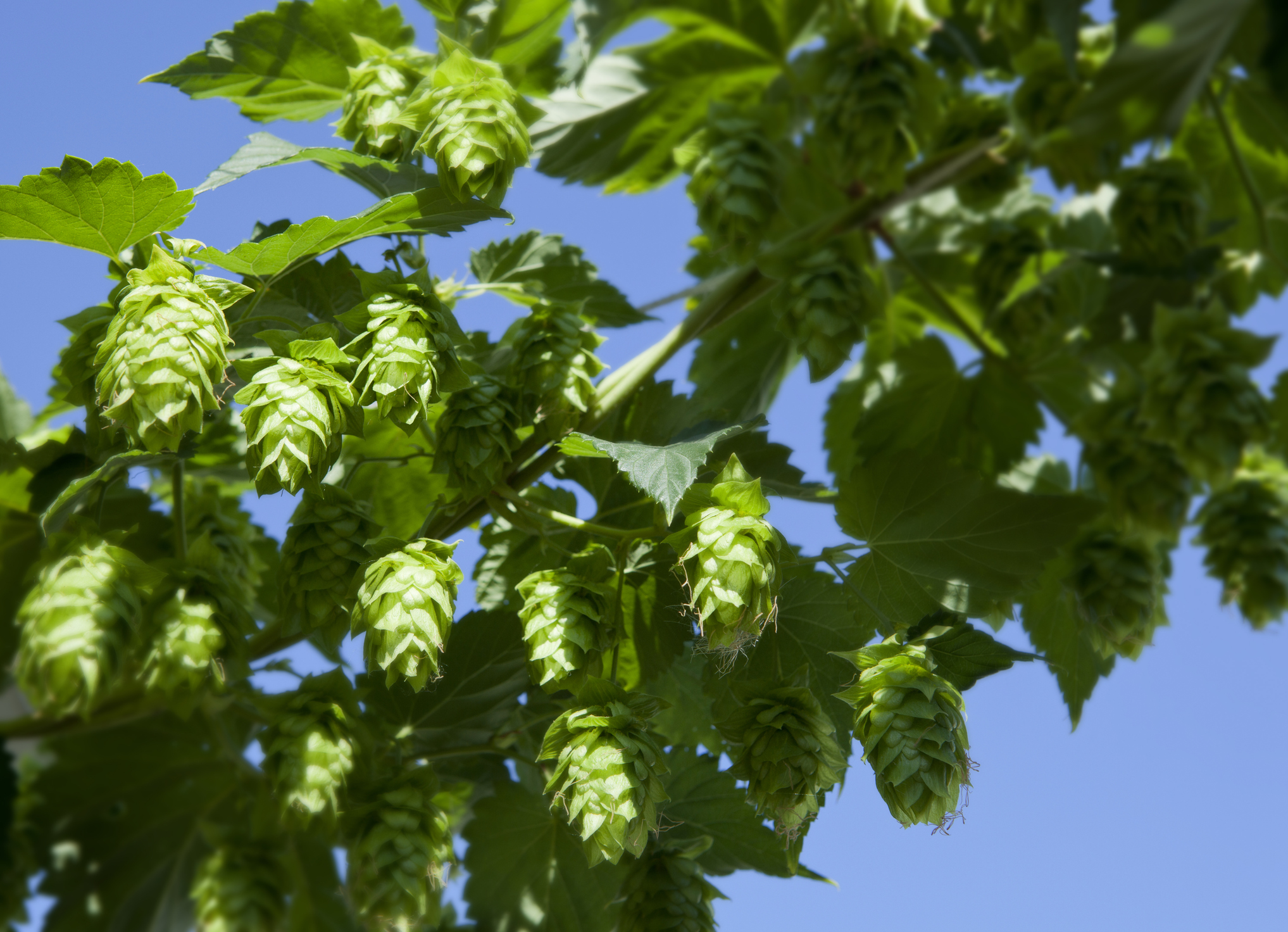 Fresh hop beers Where to get the first taste of the season