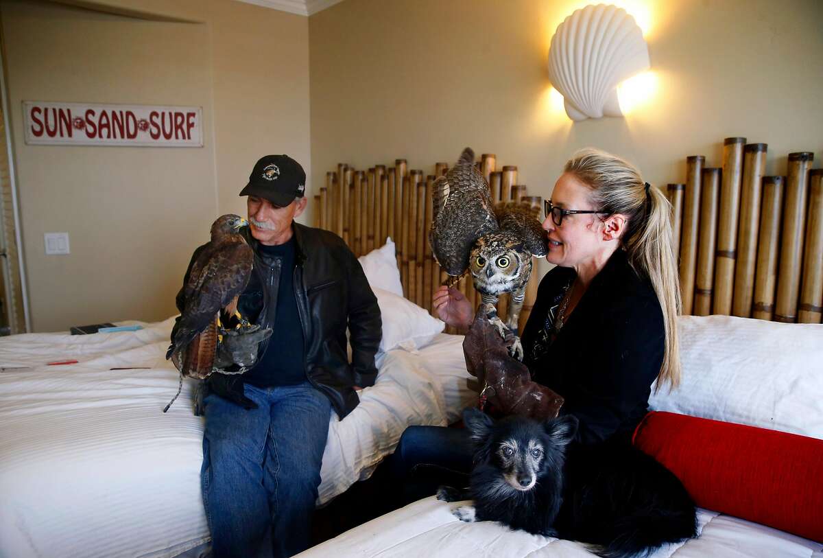 Kevin Foster holds Titan, the red-tailed hawk, and Kathryn Brubaker sits with great-horned owl Zeus and dog Foxy in their room at the Beach Street Inn and Suites in Santa Cruz, Calif. on Thursday, Aug. 27, 2020. Hotels have experienced a spike in occupancies after welcoming local residents that have been temporarily displaced by wildfires.